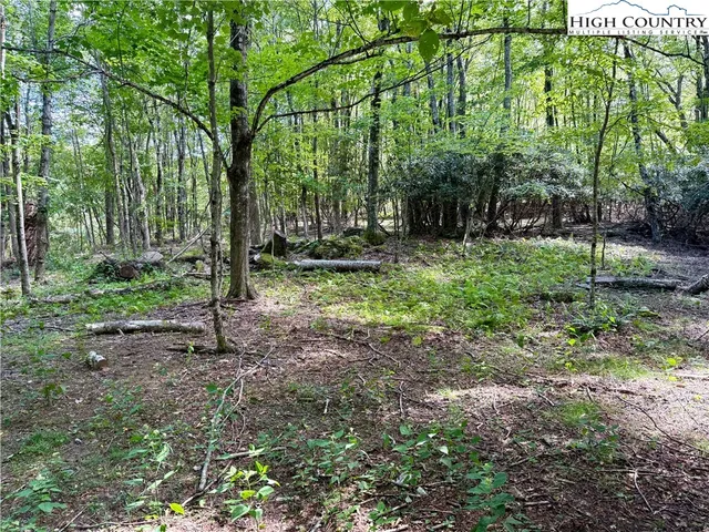 a view of a tree in a yard