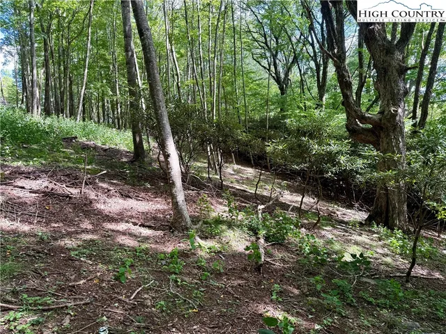 a view of a forest with trees