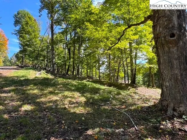 a view of a yard with a tree