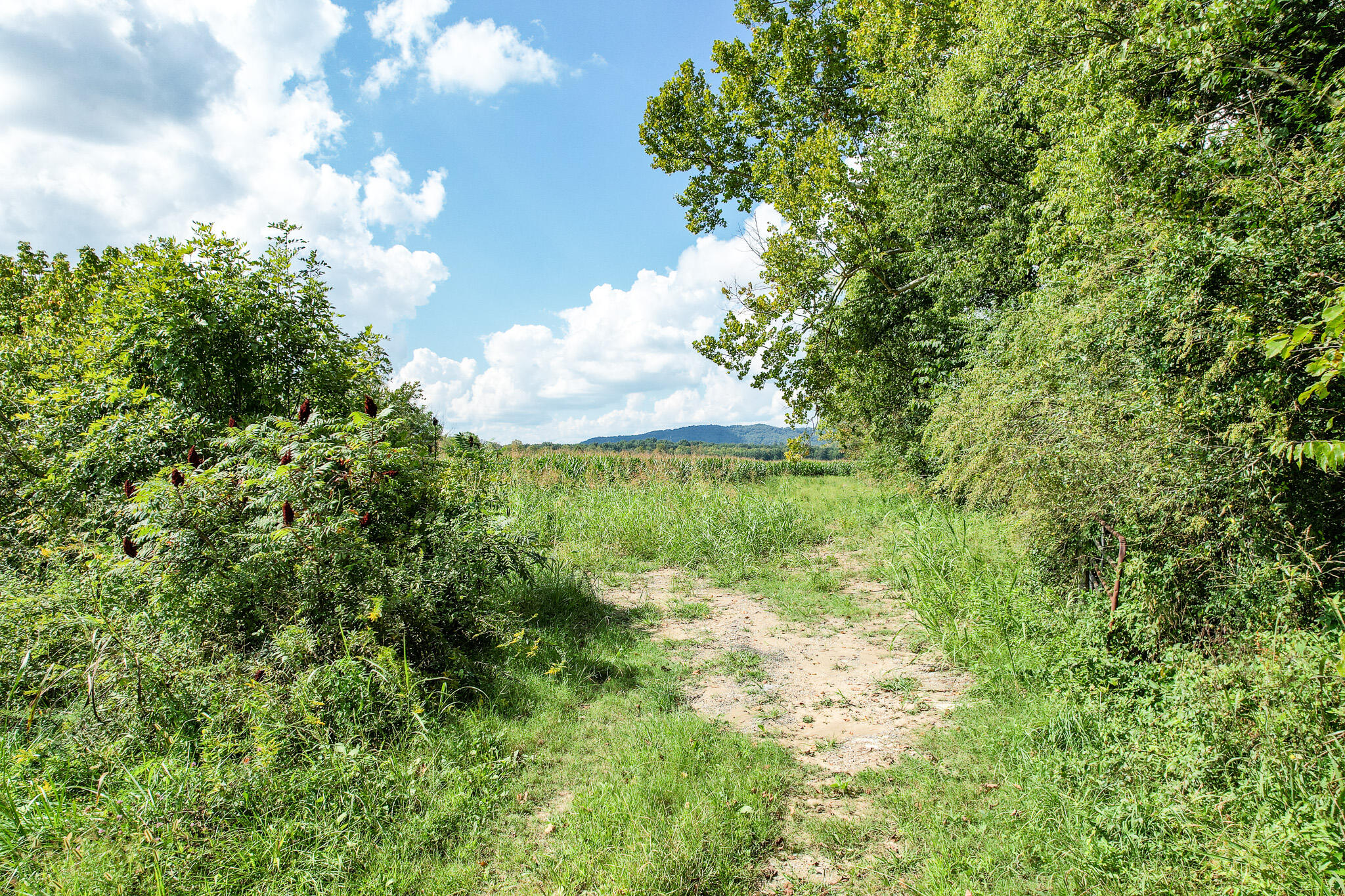 99.5-ac Marvin Road Mosheim, TN 37818 - Photo 17 of 18 16