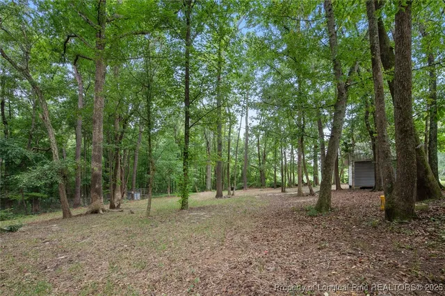 a view of a forest with trees in the background