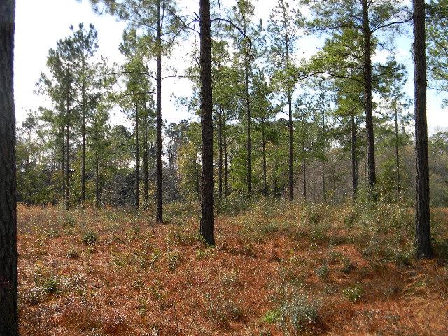 Lot 35 Harbor Road Andalusia, AL 36421 - Photo 4 of 5 Gallery Image 4