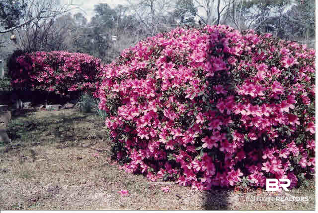 34205 West Barclay Avenue Lillian, AL 36549 - Photo 44 of 46 Springtime color