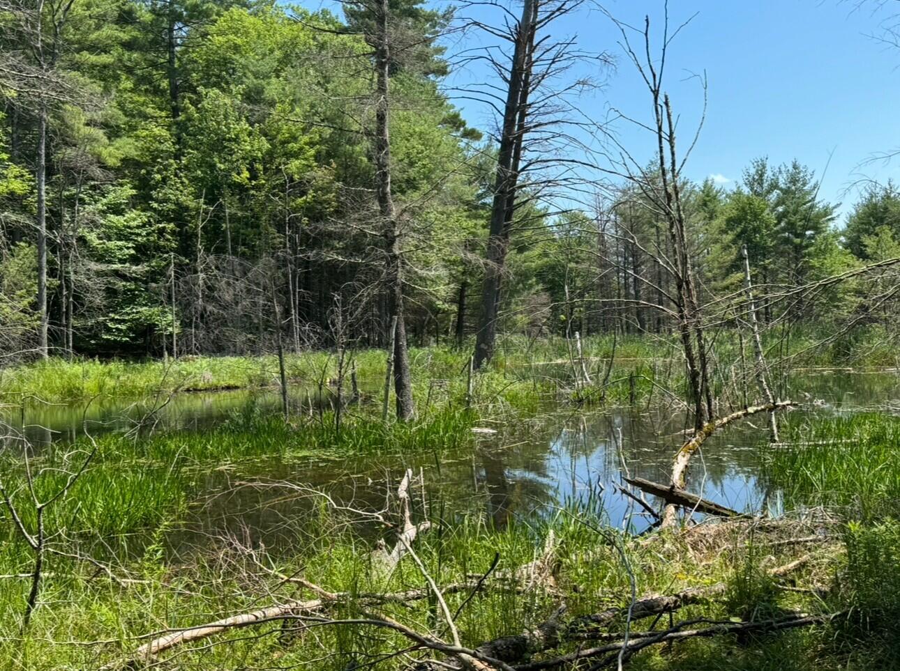 0 Flat Rock Road Morrisonville, NY 12962 - Photo 4 of 6 flat 5