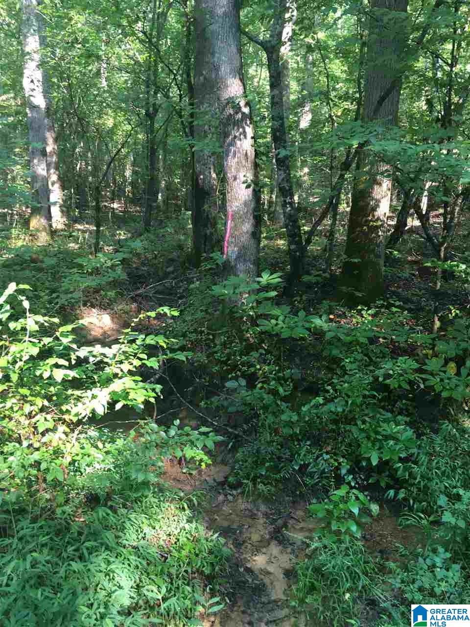 0 Berrington Lane Springville, AL 35146 - Photo 9 of 17