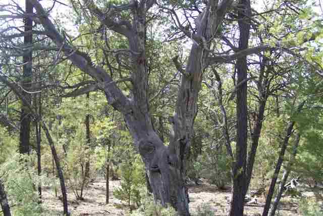 2856 Cattle Trail Road Overgaard, AZ 85933 - Photo 2 of 5