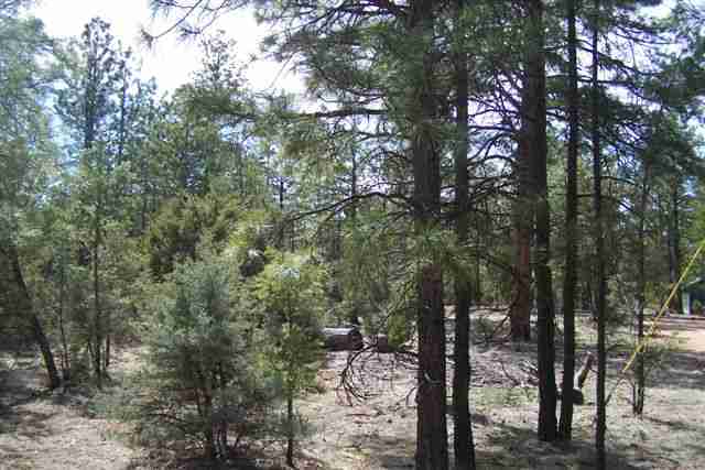 2856 Cattle Trail Road Overgaard, AZ 85933 - Photo 3 of 5