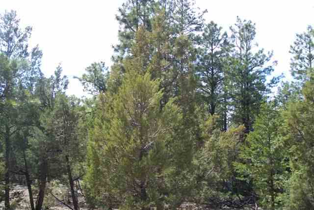 2856 Cattle Trail Road Overgaard, AZ 85933 - Photo 4 of 5