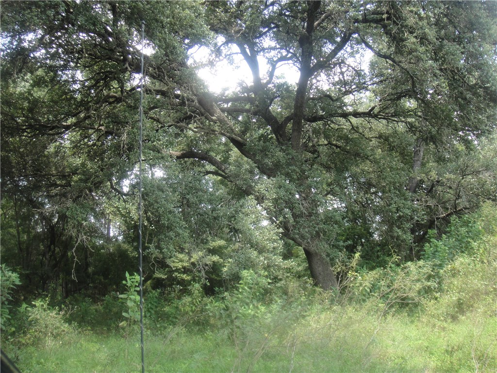 0 Watterson School Road Bastrop, TX 78602 - Photo 1 of 1 mixture of oak & pecans ~