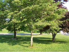 772 Vickars Road Bluff City, TN 37618 - Photo 5 of 6 Photo 5