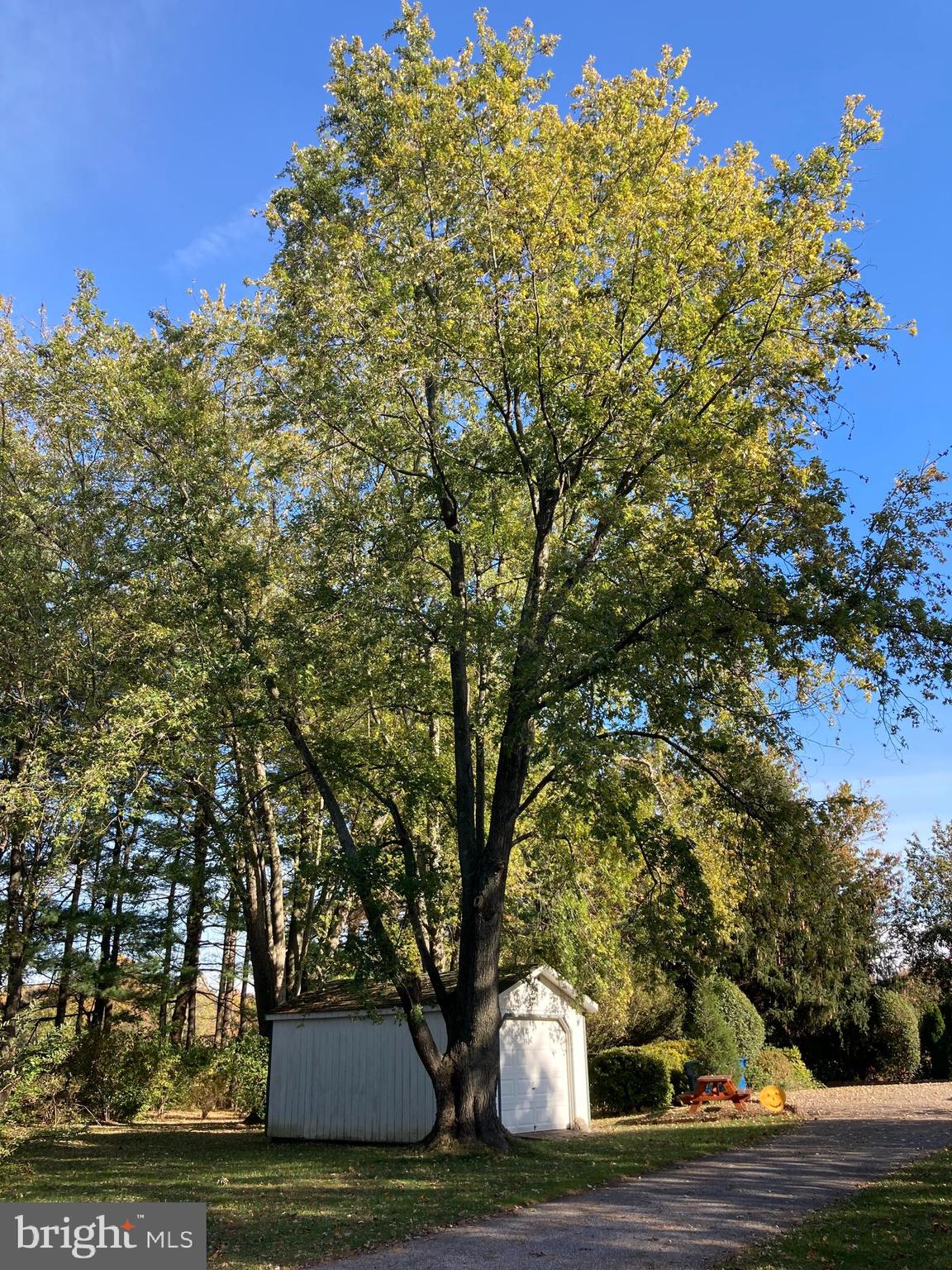 4180 Poole Road Finksburg, MD 21048 - Photo 53 of 65 tree by shed