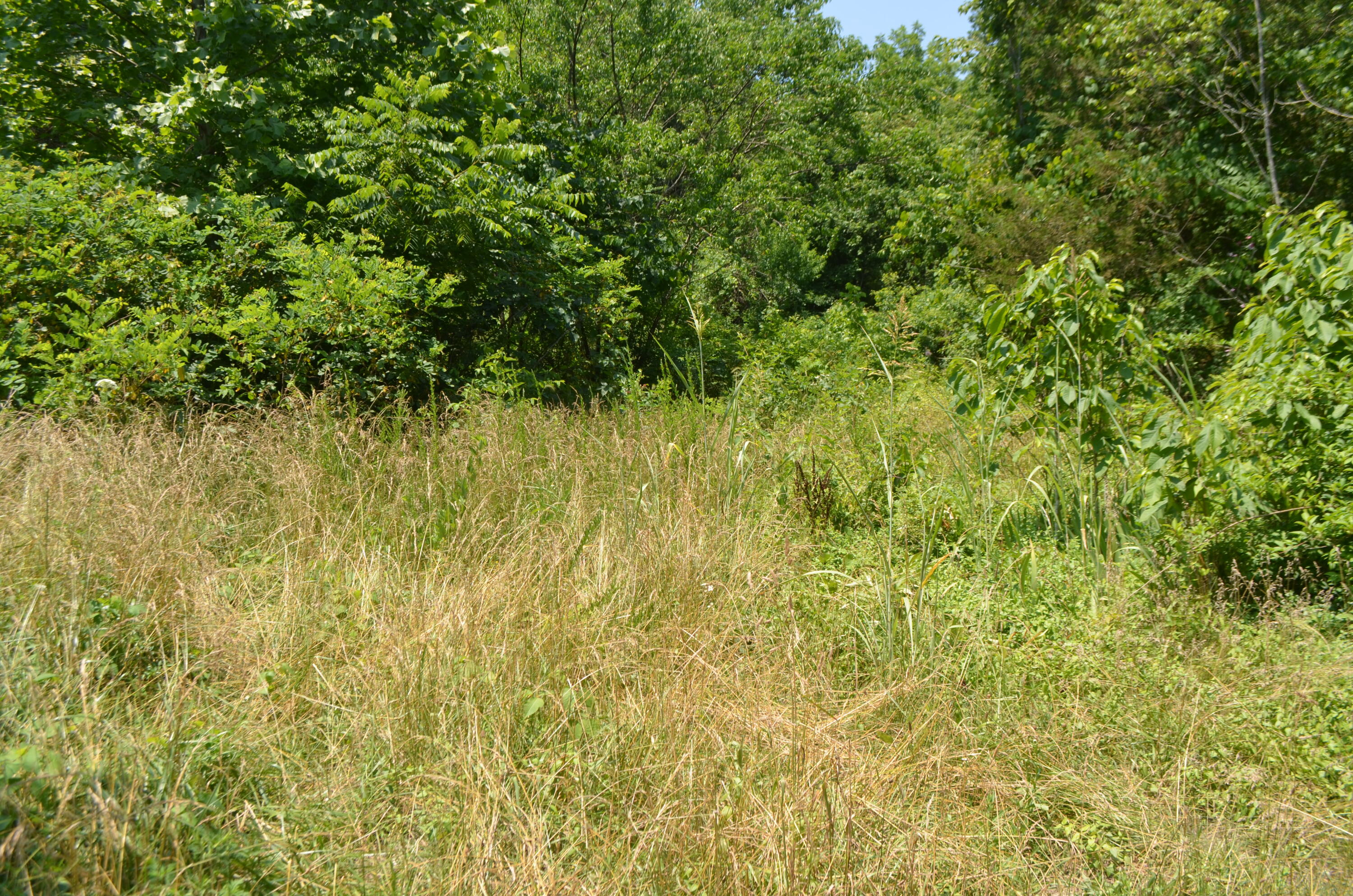 0 Alpine Road Forsyth, MO 65653 - Photo 1 of 1 DSC_0004_4536