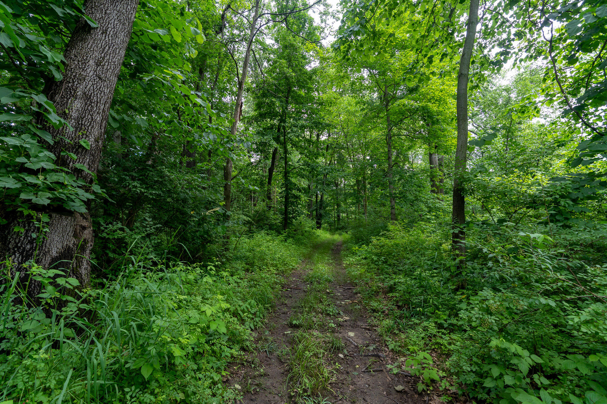 47.06 Weiser Road Niles, MI 49120 - Photo 14 of 19 DSC09020