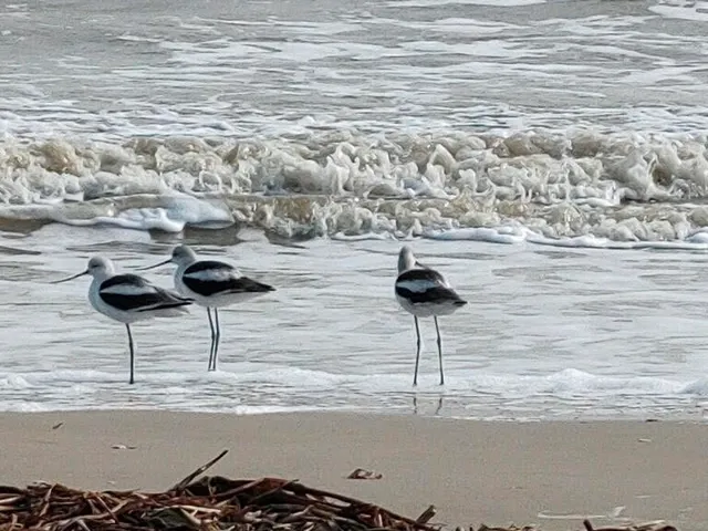 $439,000 | 2634 Whitecap, Crystal Beach, TX 77650