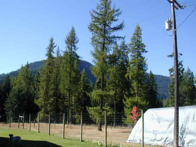 3218 Black Canyon Road Colville, WA 99114 - Photo 4 of 9 Gallery Image 4