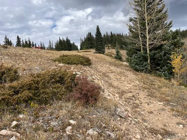 a view of a dry yard with trees