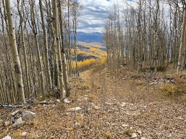 a view of forest