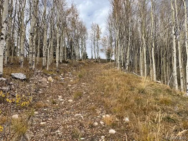 a view of yard with trees