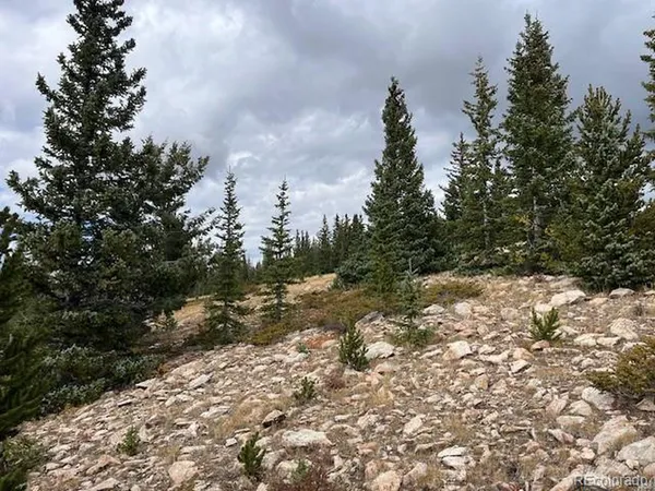 a view of a forest with trees in the background