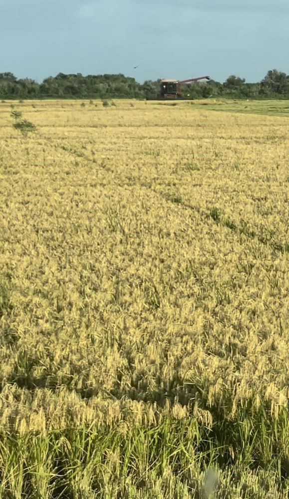 46 County Road 46 Angleton, TX 77515 - Photo 4 of 10