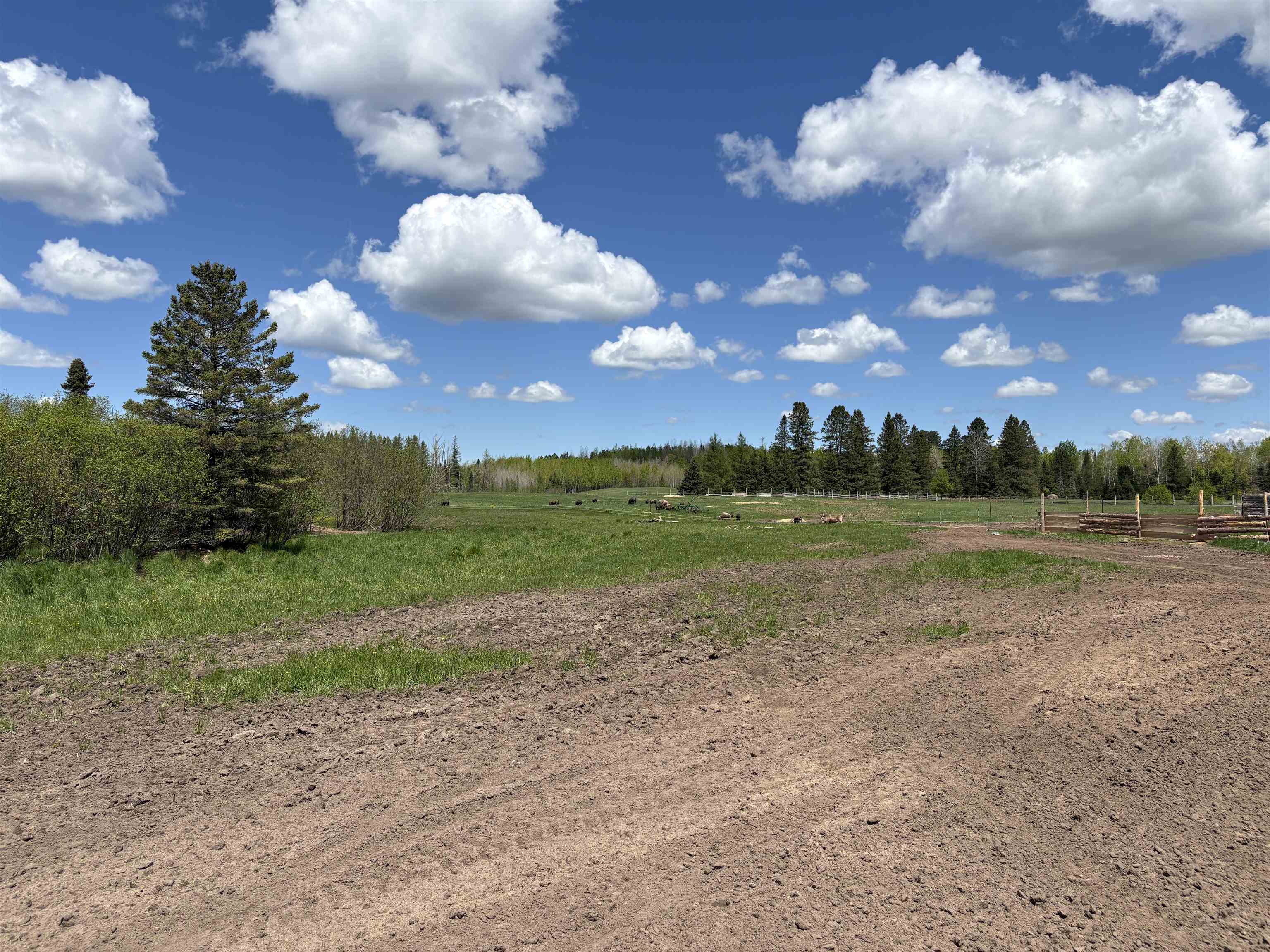 72884 Mertig Road Glidden, WI 54527 - Photo 6 of 11 View of local wilderness with rural landscape