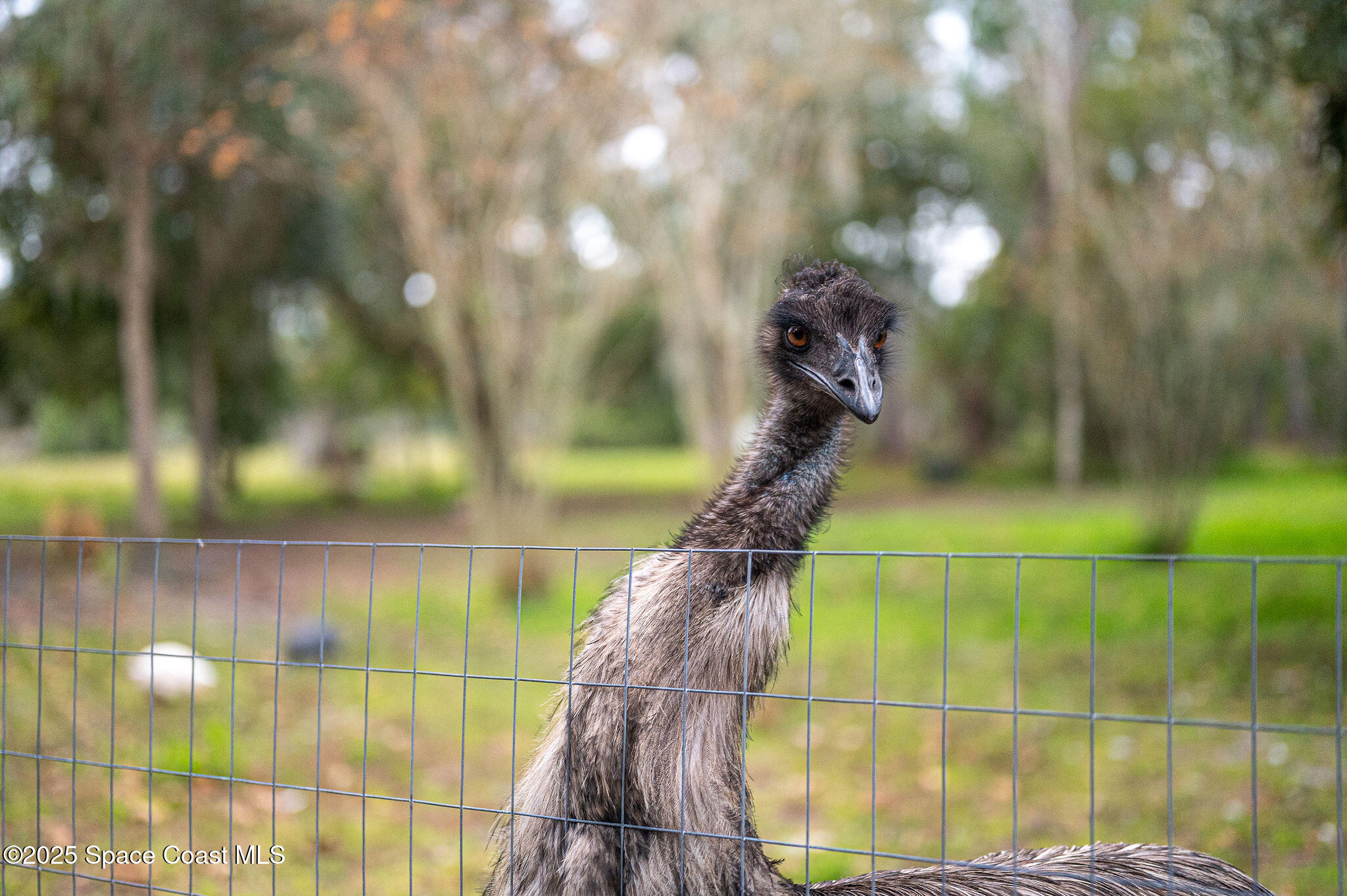 5000 Gandy Road Mims, FL 32754 - Photo 101 of 135 5000 Gandy Rd