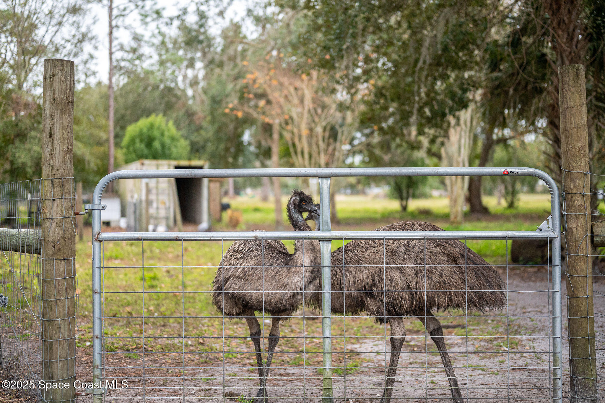 5000 Gandy Road Mims, FL 32754 - Photo 102 of 135 5000 Gandy Rd