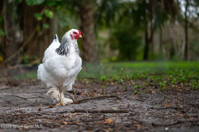 a living room with a couch and a dining table with wooden floor