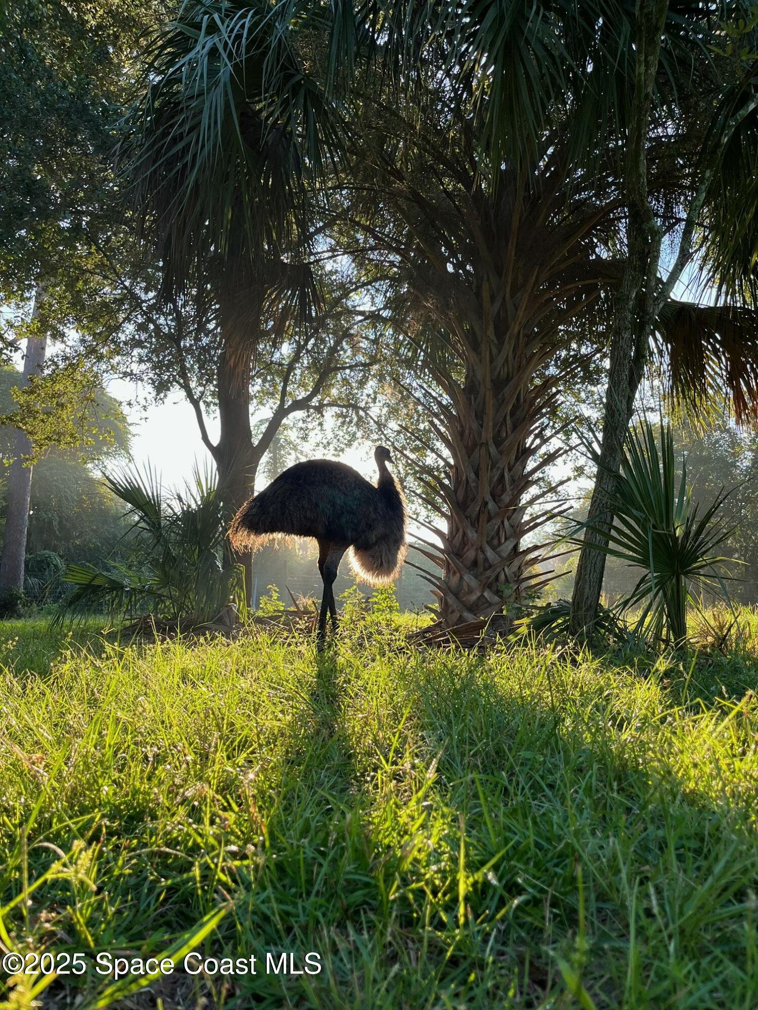 5000 Gandy Road Mims, FL 32754 - Photo 90 of 135 5000 Gandy Rd