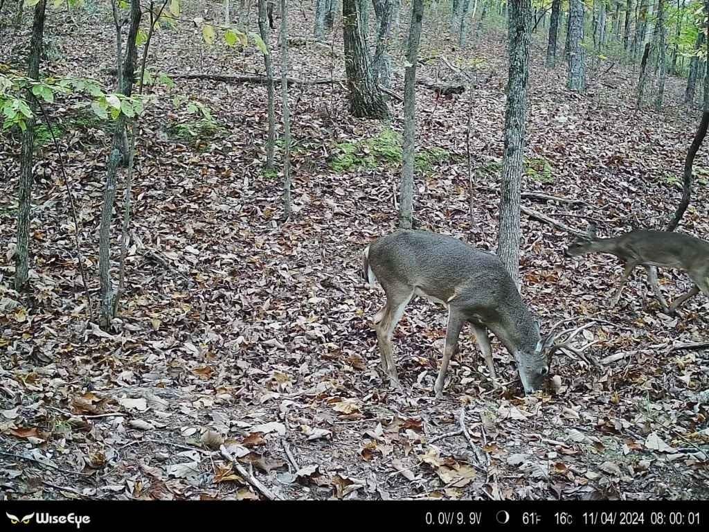 316 Armuchee Trail Northeast Rome, GA 30165 - Photo 43 of 45
