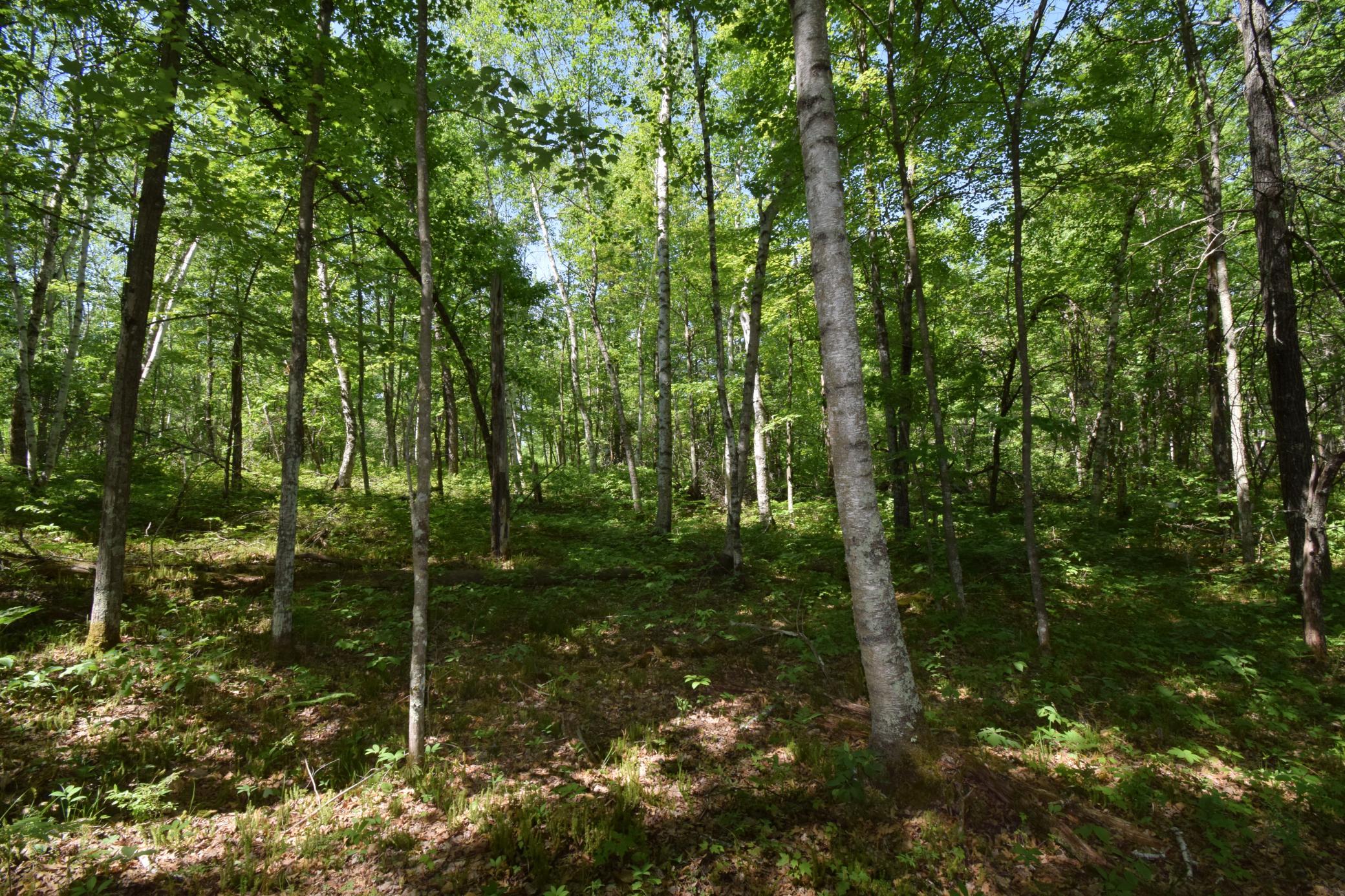29093 Deerpath Pass Danbury, WI 54830 - Photo 50 of 94