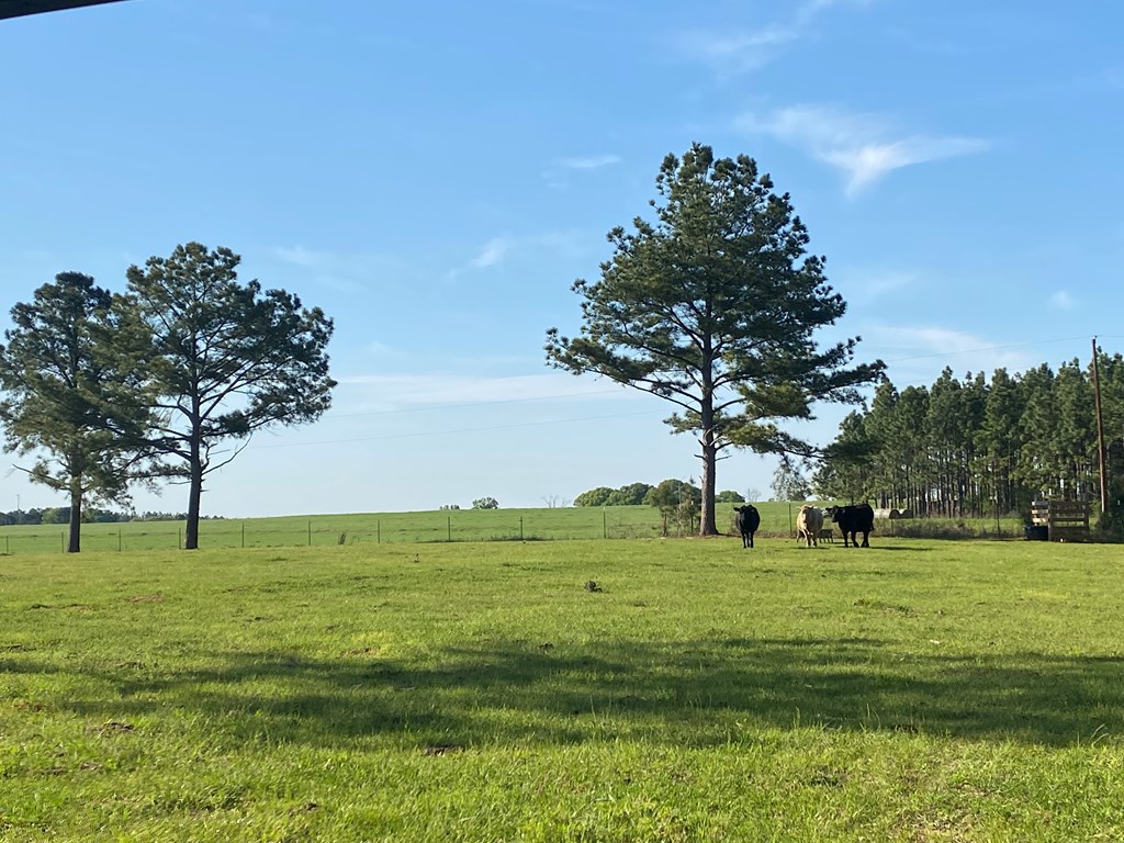 0 Co Road Abbeville, AL 36310 - Photo 44 of 53