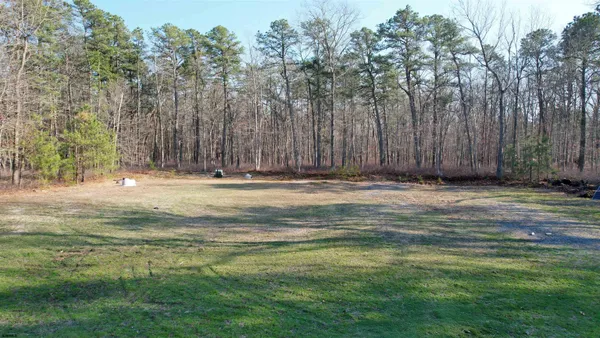 a view of a plants in a forest