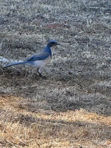 an aerial view of residential house with outdoor space and swimming pool