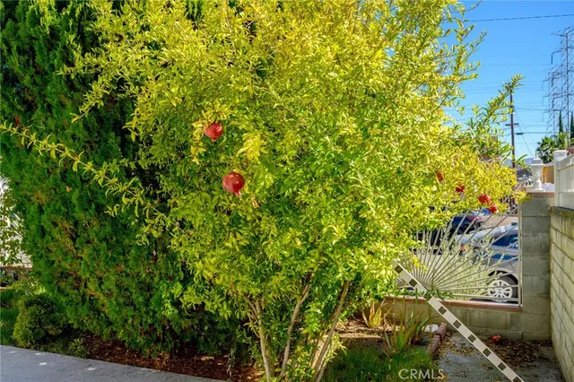a view of a tree with a tree