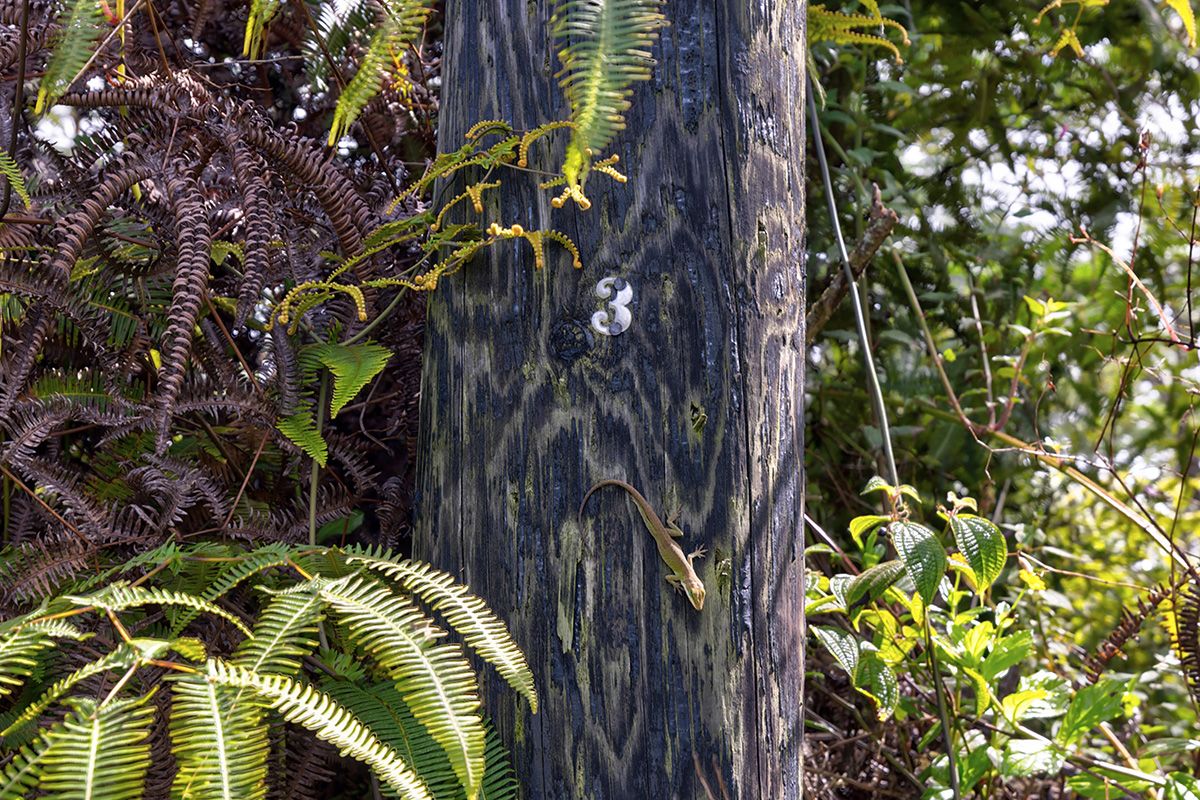 Seadrift Road Pahoa, HI 96778 - Photo 7 of 8 Gallery Image 7