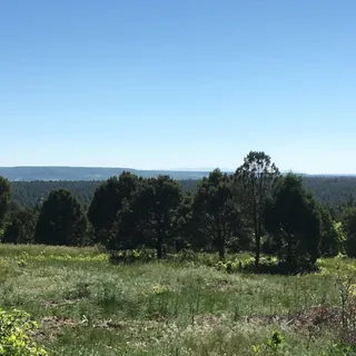 a view of a grassy field with trees in the background