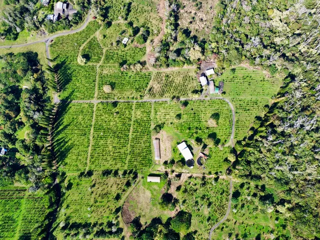 a view of a plant in a garden