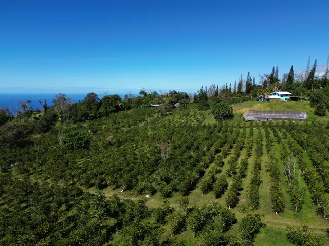 a view of a big yard with a large tree and a yard