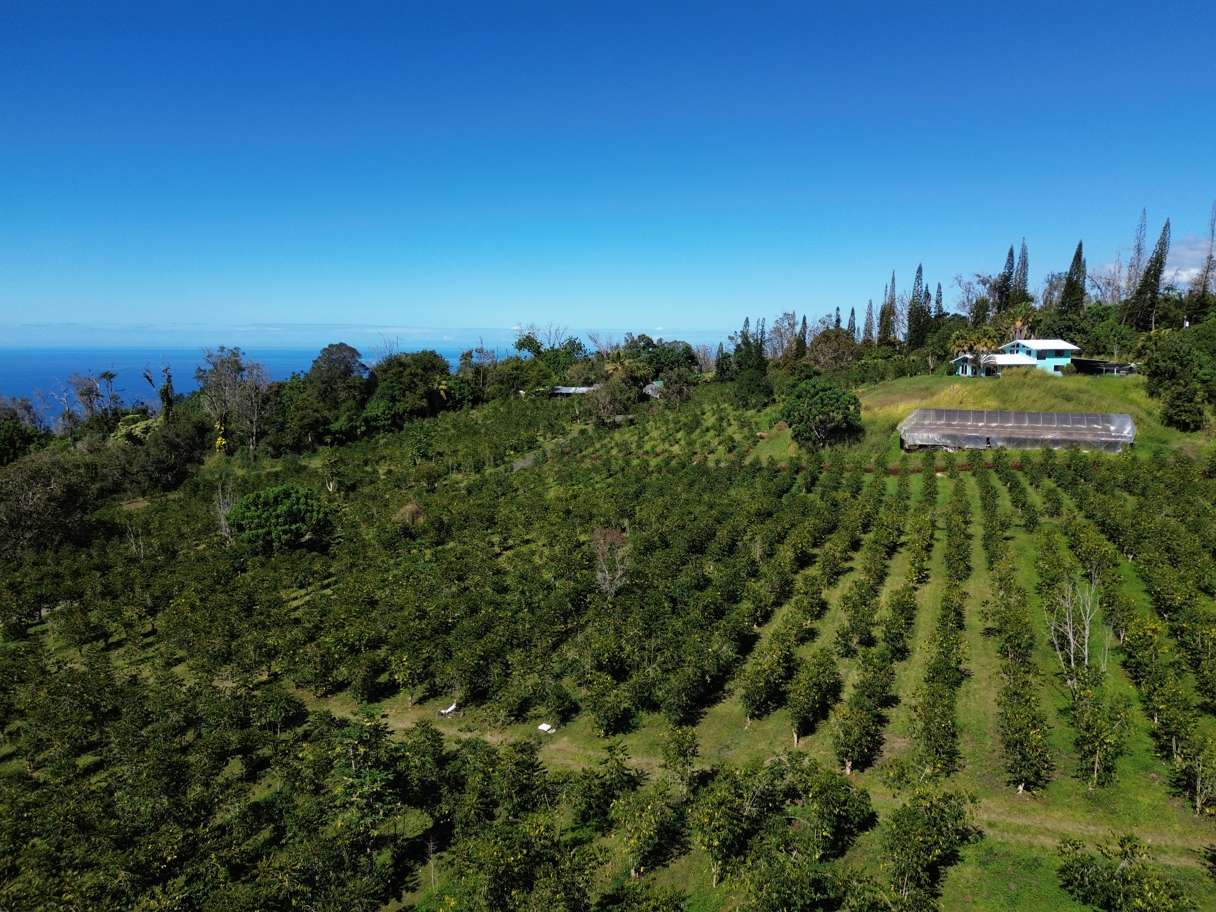 78-1337 Bishop Road Holualoa, HI 96725 - Photo 6 of 15 a view of a big yard with a large tree and a yard