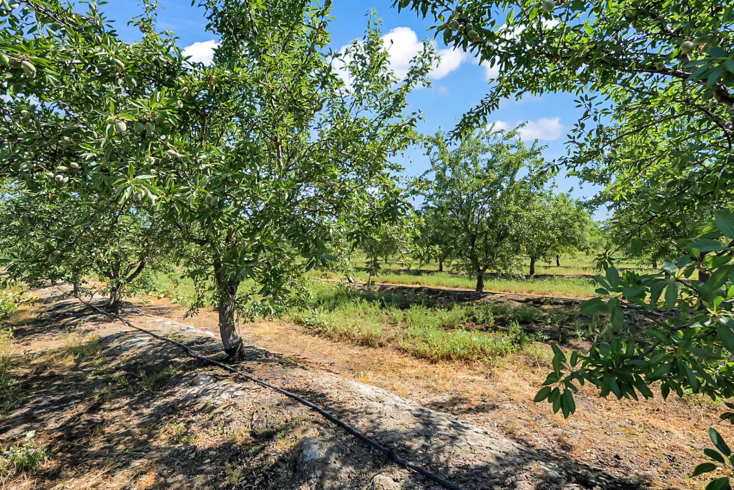 0 Buchanan Hollow Road Le Grand, CA 95333 - Photo 2 of 40 a view of a yard with plants and trees