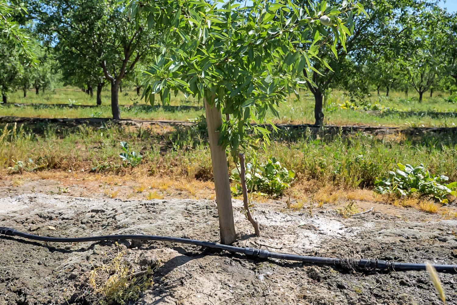 0 Buchanan Hollow Road Le Grand, CA 95333 - Photo 4 of 40 a view of a tree with a yard