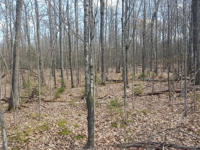 Lot 4 West Carpenter Lake Road Eagle River, WI 54521 - Photo 3 of 20 Gallery Image 3