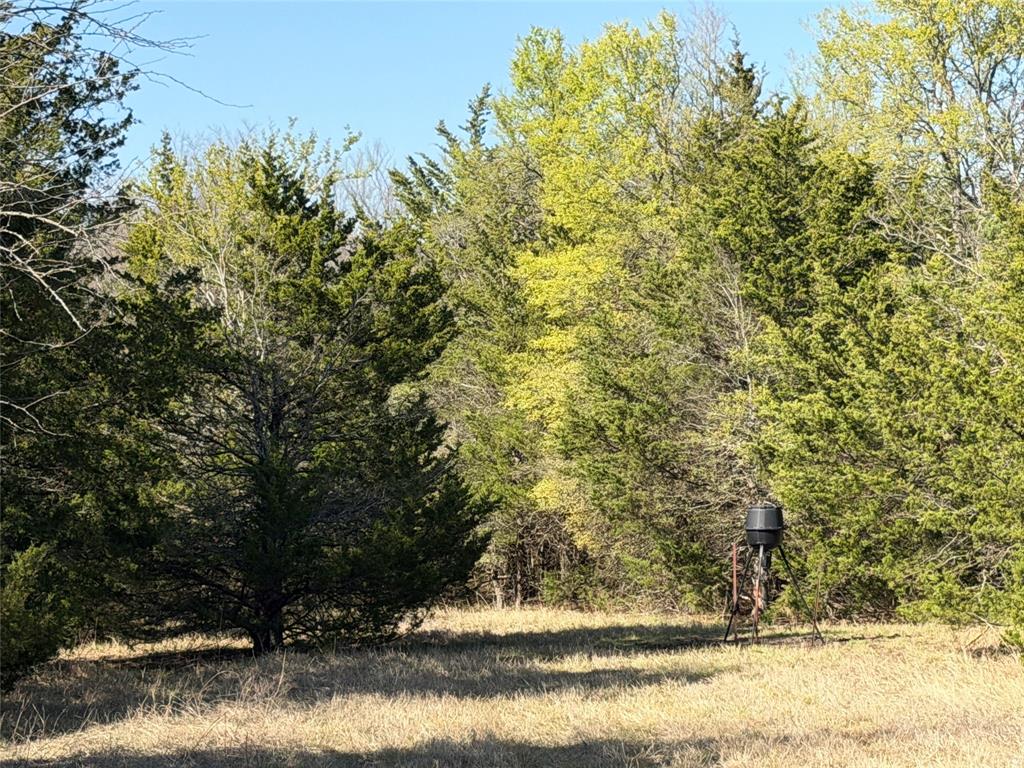 Tbd Crews Road Bells, TX 75414 - Photo 12 of 40 a view of a yard with large trees