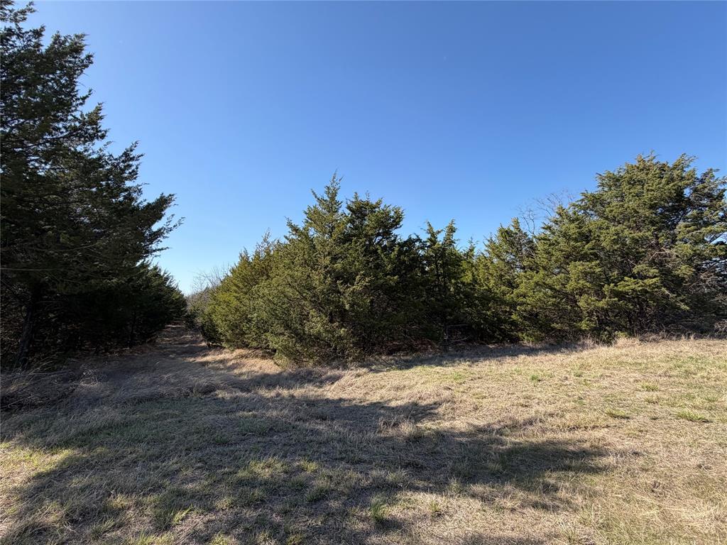 Tbd Crews Road Bells, TX 75414 - Photo 32 of 40 a view of a yard