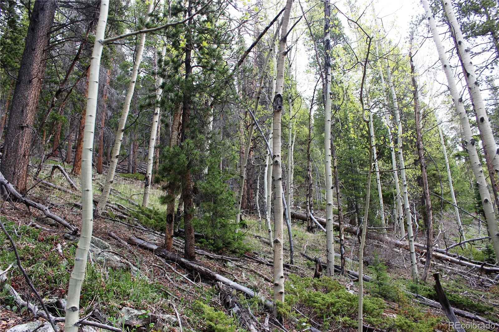 1 Broomfeild Gulch Road Idaho Springs, CO 80452 - Photo 9 of 31 Gallery Image 9