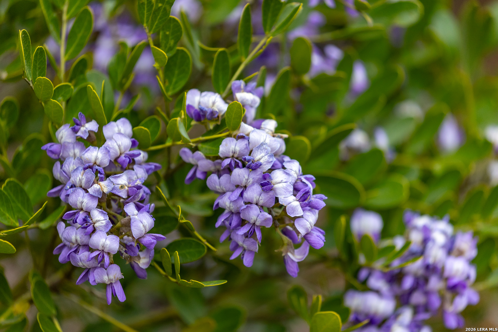 430 Frio Cyn Loop Concan, TX 78838 - Photo 50 of 53