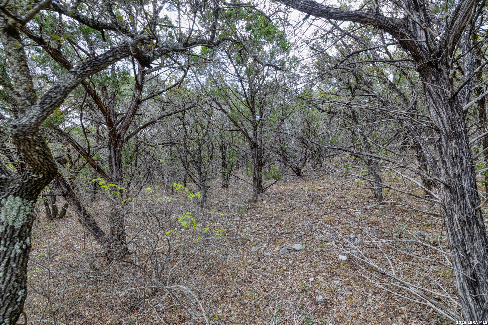 430 Frio Cyn Loop Concan, TX 78838 - Photo 6 of 53