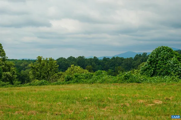a view of a big yard with plants and a large tree