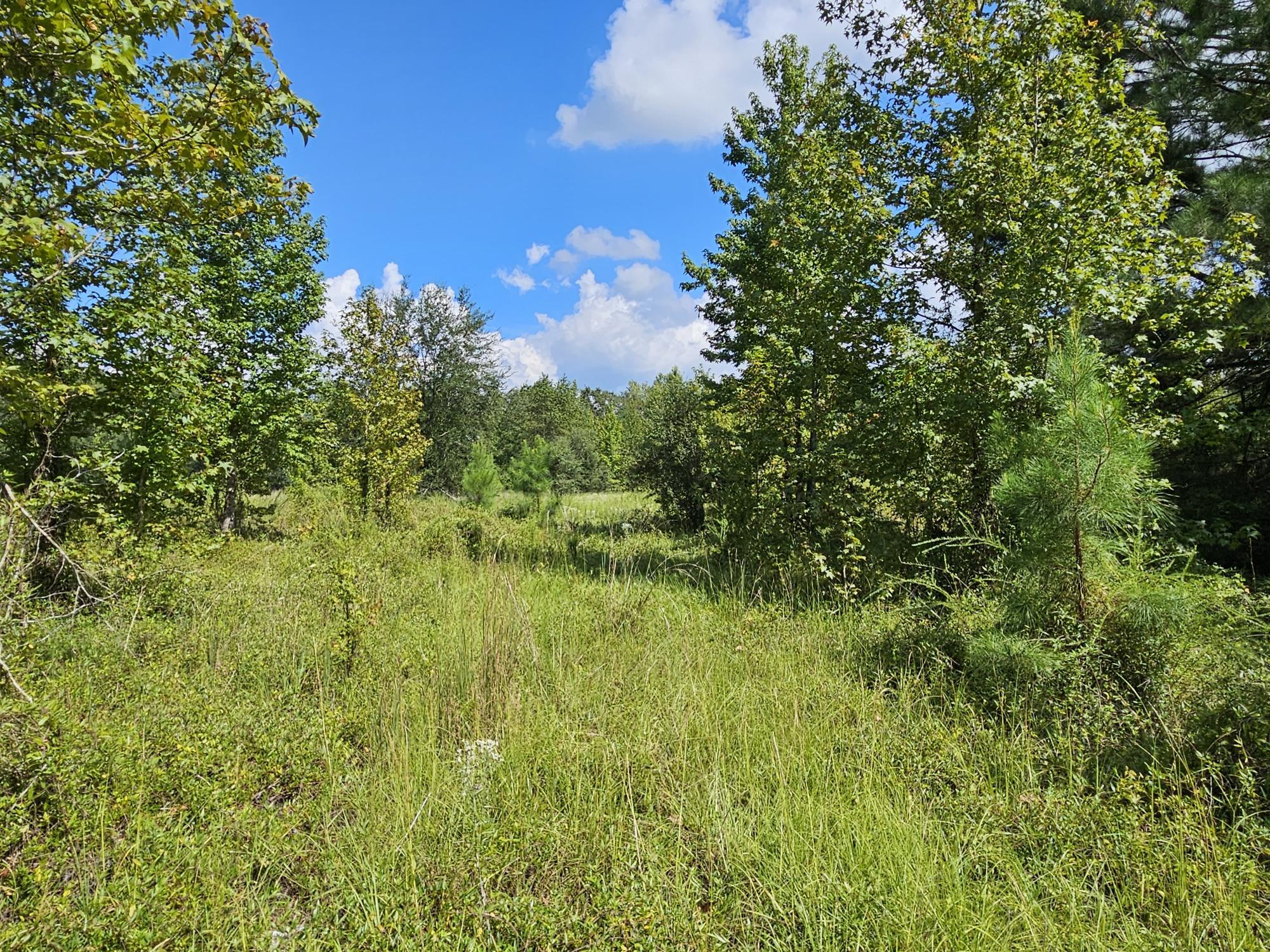 Tbd Coventry Trail Manning, SC 29102 - Photo 1 of 10 PARTIAL CLEARING